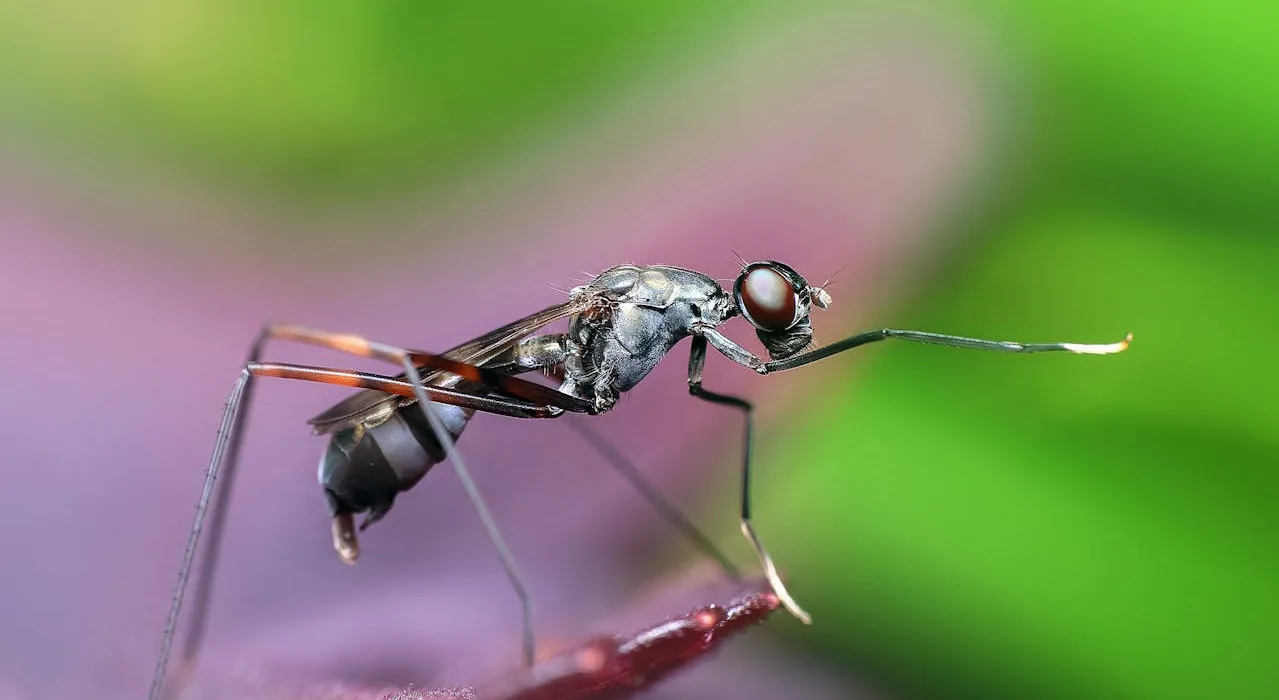 urina de quem tem dengue