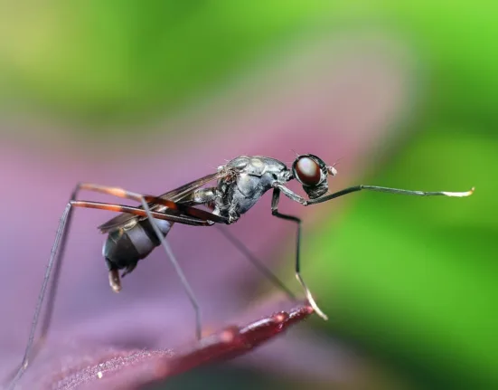 urina de quem tem dengue