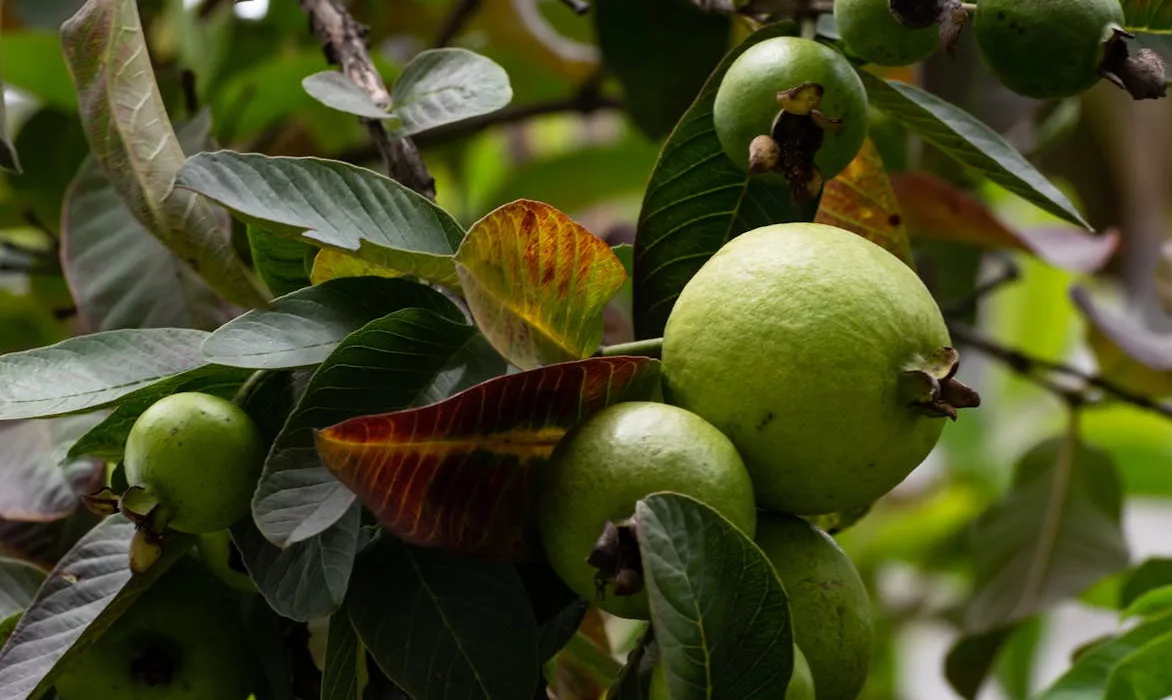 significa sonhar com fruta madura no pé