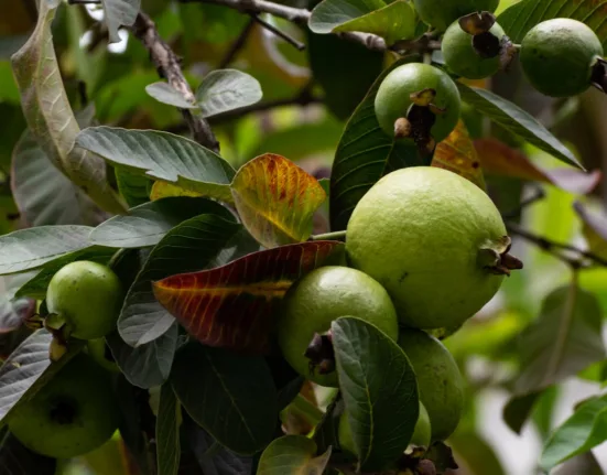 significa sonhar com fruta madura no pé